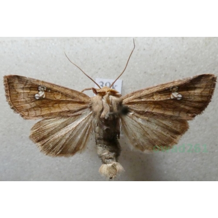 Amphipoea fucosa (Freyer, 1830) Paciepnica rdzawka Czech39k